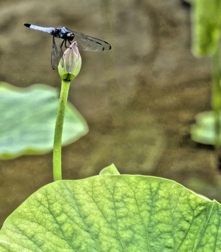 Dragonfly on a lotus flower in bud at Saihō-ji Zen Buddhist Temple in Kyoto, Japan. Photo by Sydney Solis